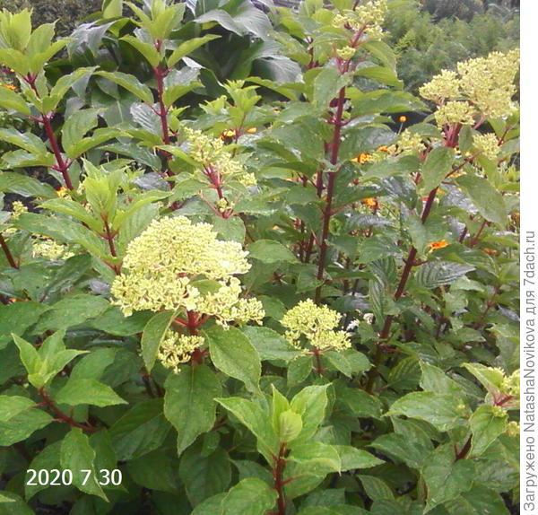 Ванилка из черенка выращивала седьмой год