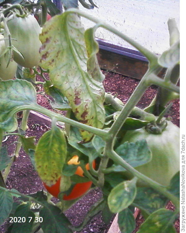 то же какая то зараза, обрезать нужно, но на улице моросит и всего +14°, после обрезки никак не проветрить