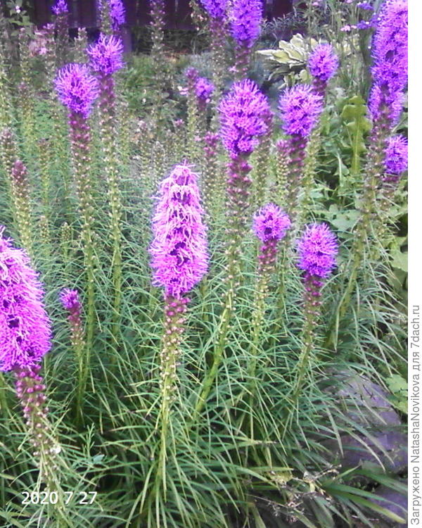 и свечки лиатрисы