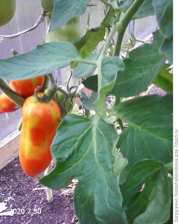 томаты краснеют