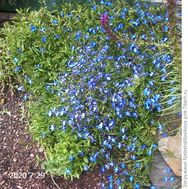 лобелия самосевка цветёт