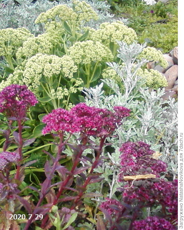 очитки скоро зацветут