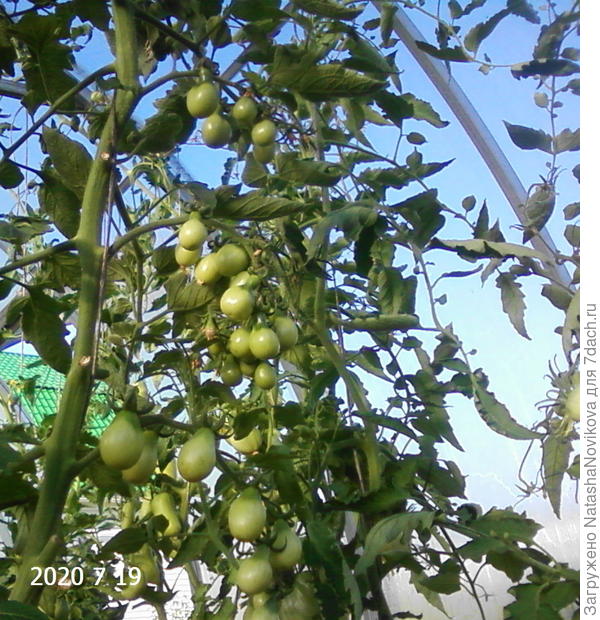 ламочек седековских видимо невидимон, но припозднились