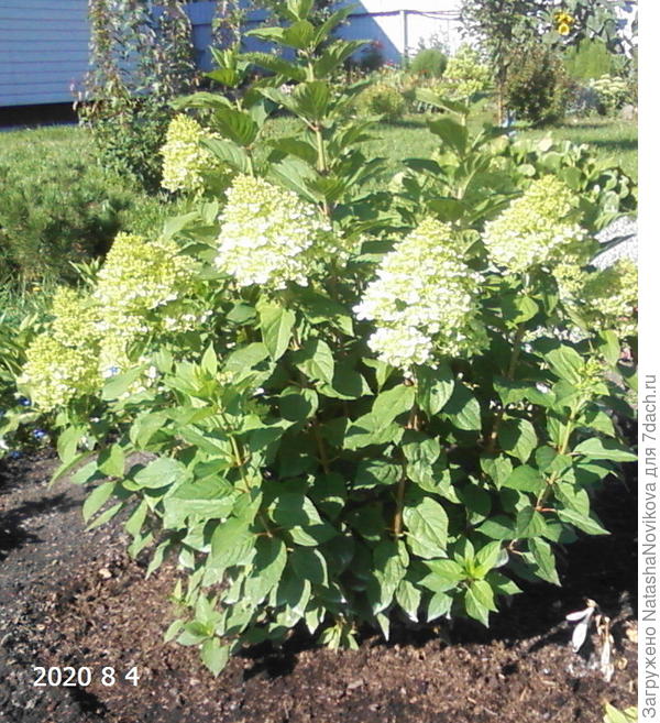 гортензии начинают цвести