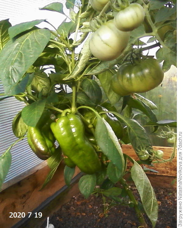 за томатом сладкий перец, совершенно здоров