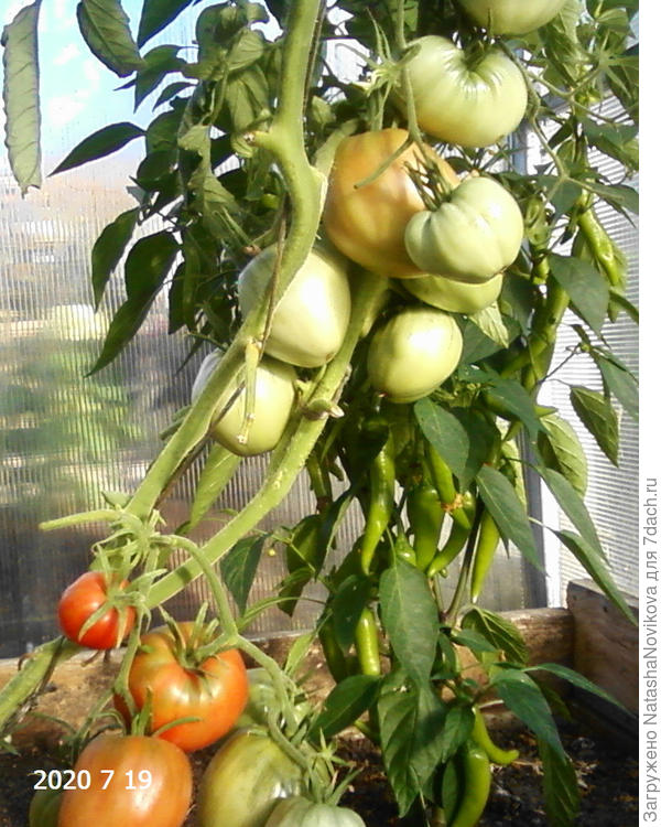 томат голый - больные листья срезала, за ним острый перчик совершенно здоров