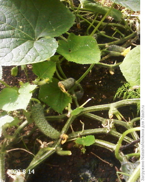 пасынок оставила, он то же будет до холодов отдавать урожай