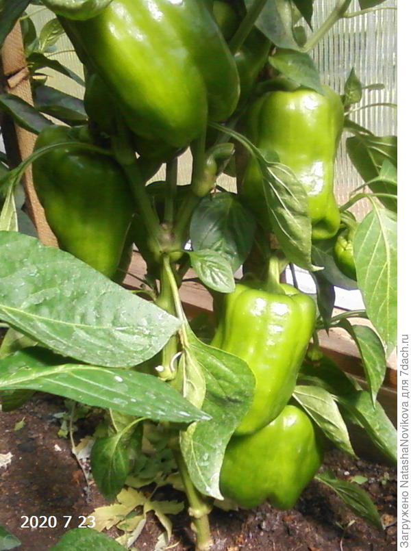 здесь обчикала