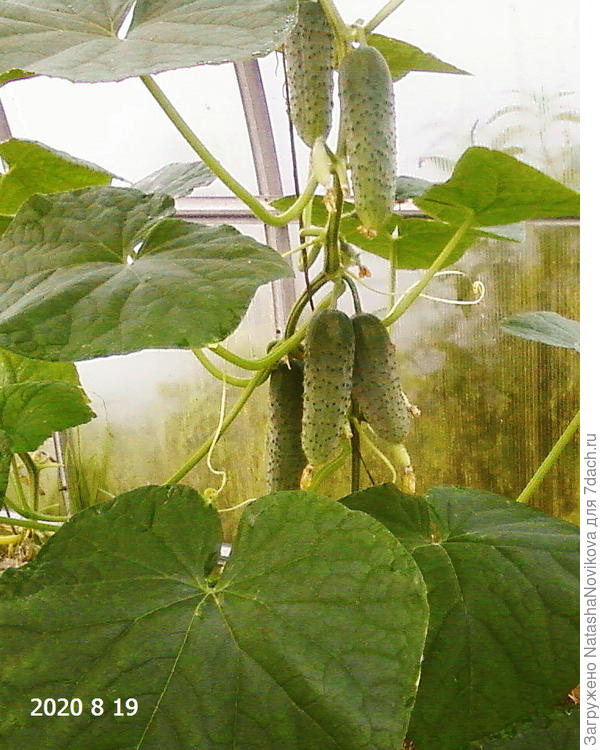 огурчики растут