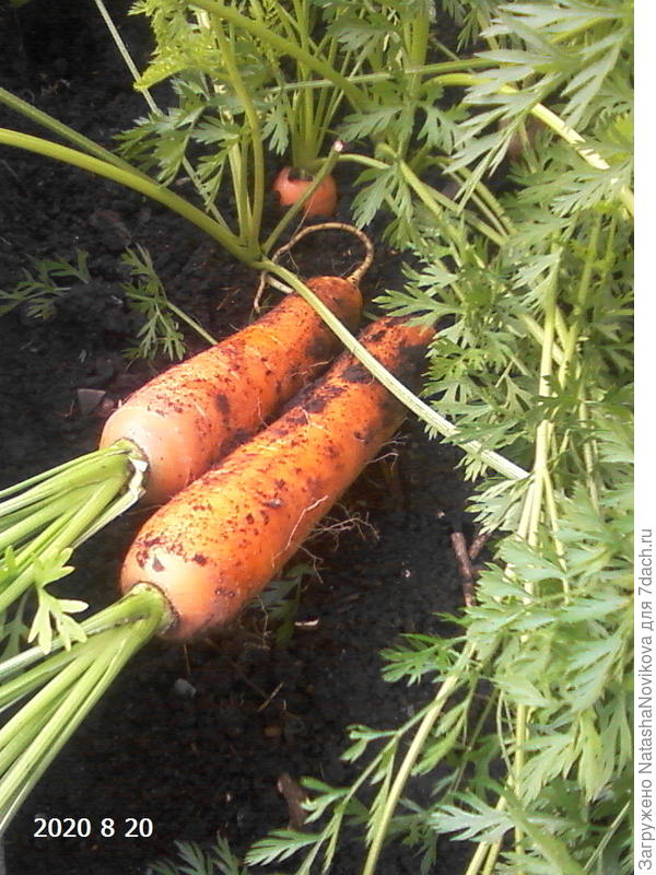 морковь для зимнего хранения созрела очень рано