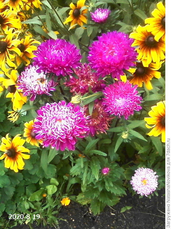 астры отцветают((