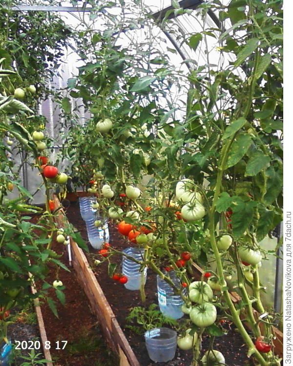 томатов ещё много