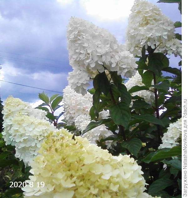 ну и любимицы цветут :))