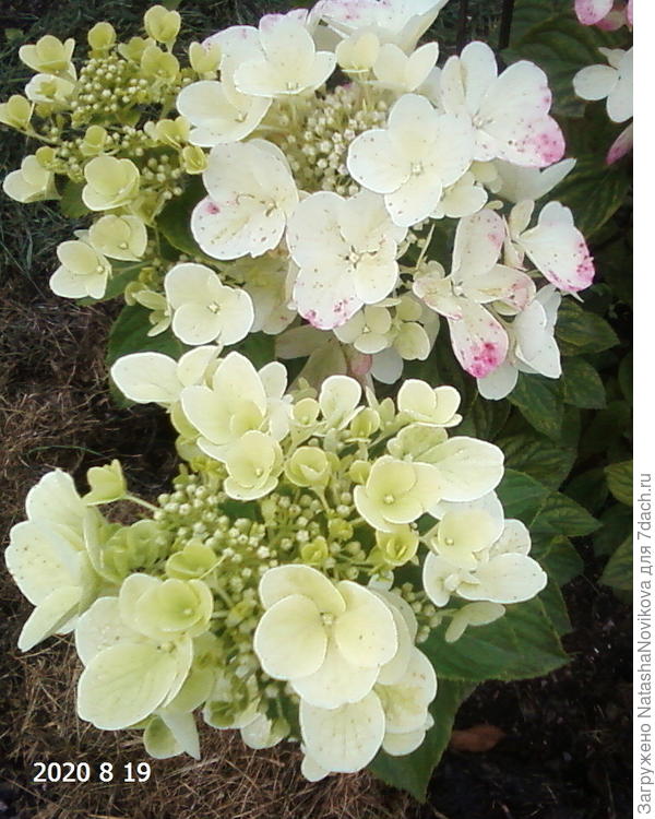 карликовая, бирку потеряла, имени не помню