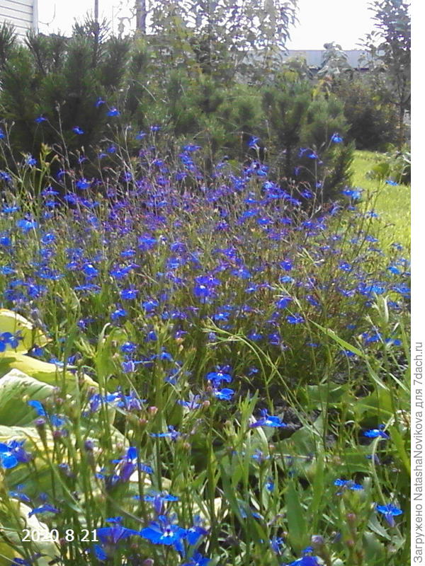 на границе лужайки сама насеялась