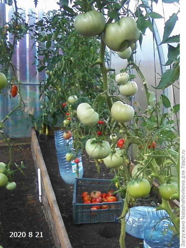 почти голые, сегодня буду дорезать