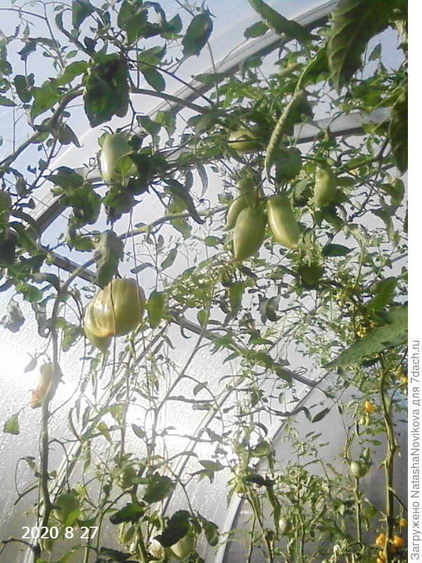 томатов ещё много зелёных