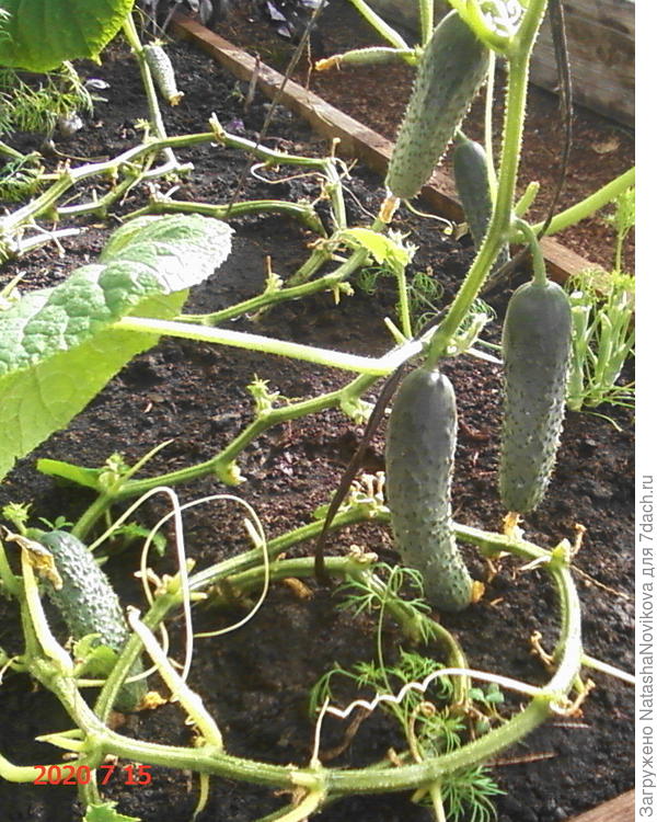 пустой ствол свернула в кольцо