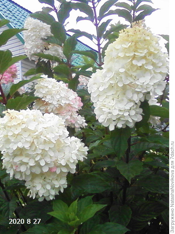 с северной стороны куст пока почти белый