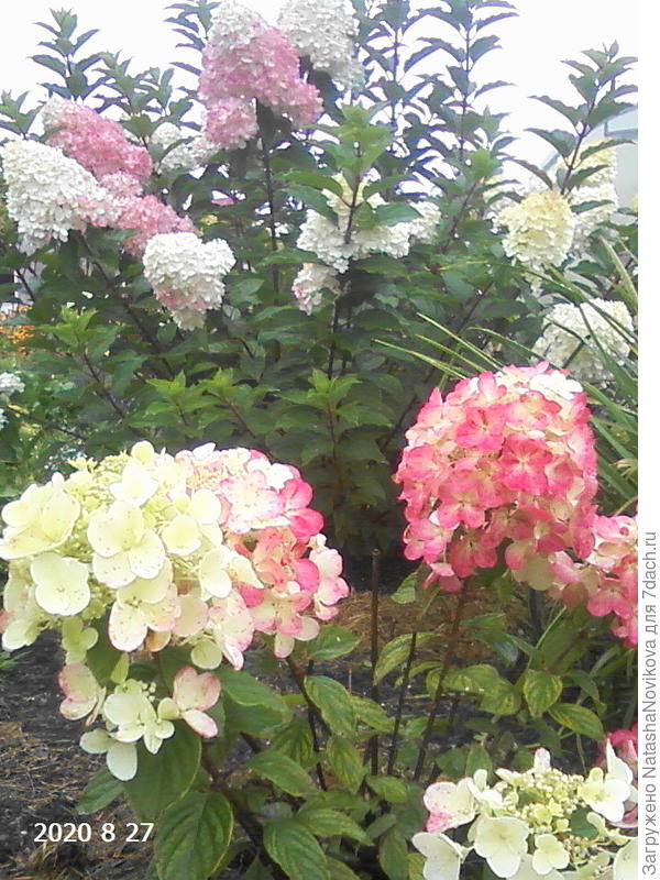 бобо краснеет