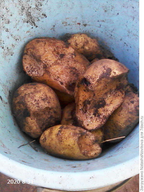 и плачу..50% картофеля кто то сожрал