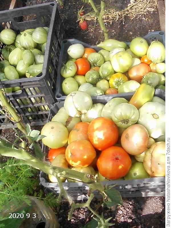 пять ящиков почти зеленых