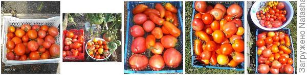 это только массовые сборы:))