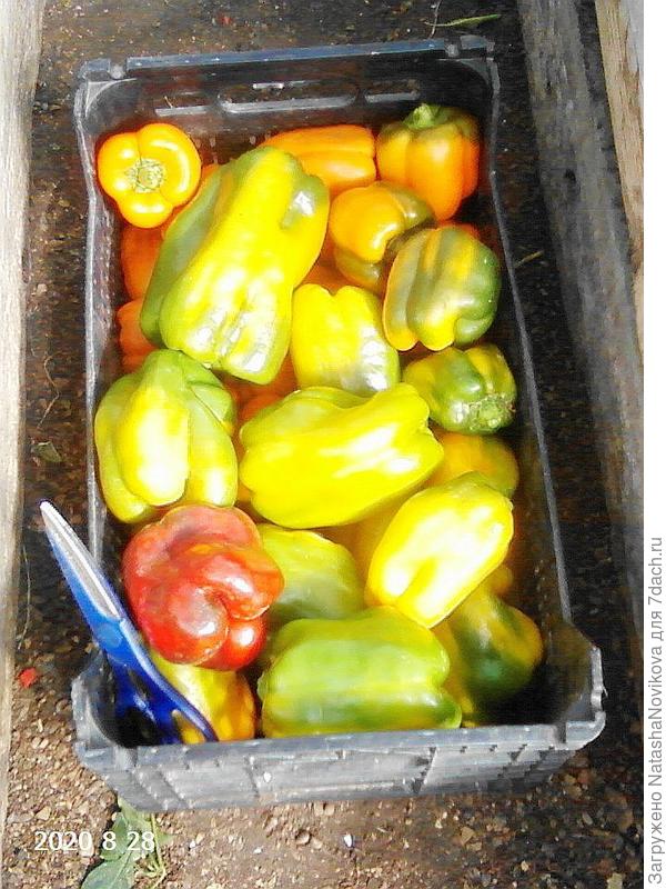 крутила разноцветные перцы