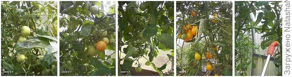 опрыскала всё &quot;тиовит джетом&quot; через три дня начнём удалять