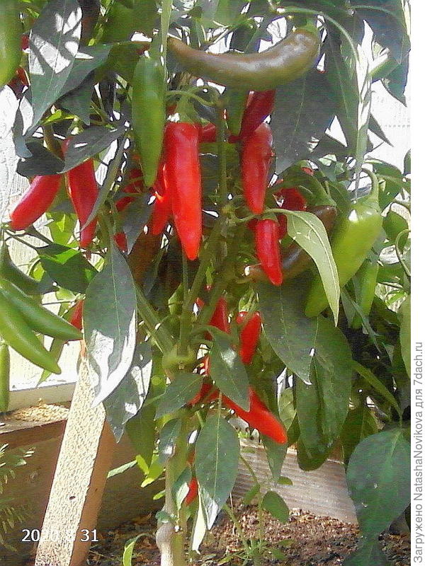 перец жгучий имени Ирины Никитиной такой крутила в аджику с семечками
