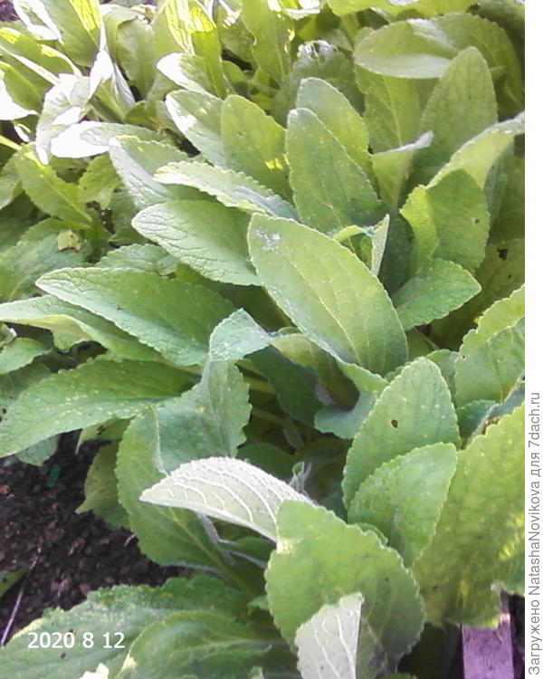 моя наперстянка самосевка