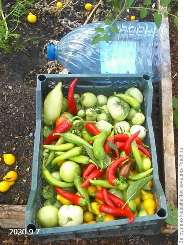 освободила одну теплицу, последние в этом сезоне