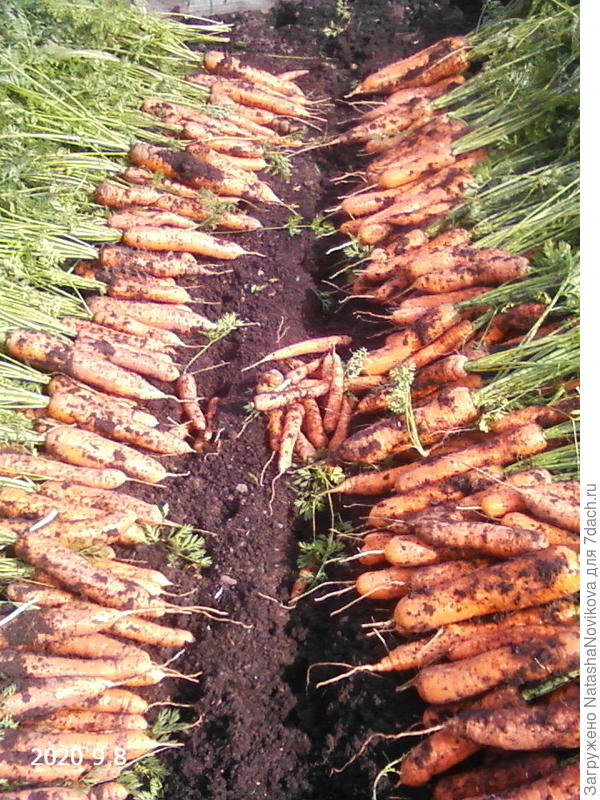 морковь в промежутках между дождями убрали