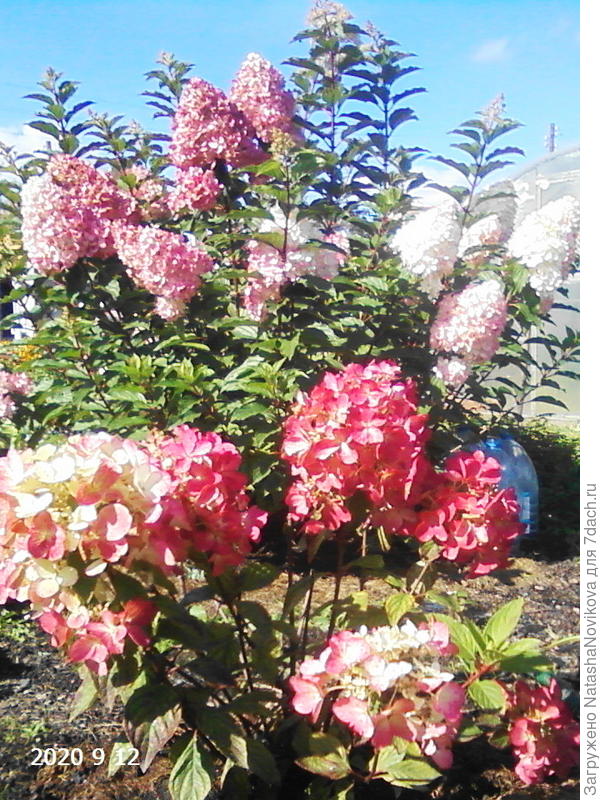 Бобо впервые расцвела и краснеет, маленькая карликовая красотка, как я её полюбила :))