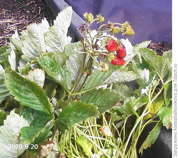 остатки ягодки :)) до новых урожаев, осень:))