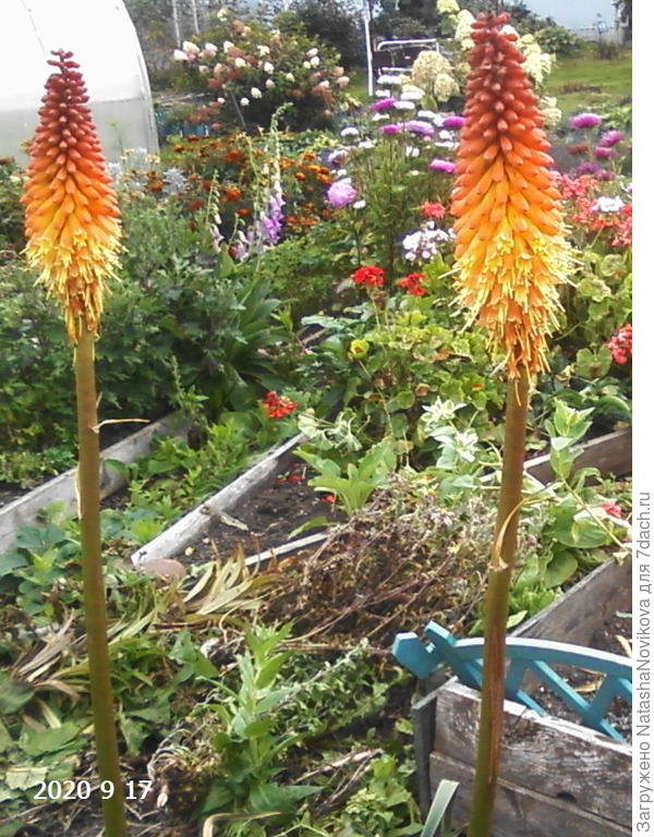 книфофию чуть не потеряла, еле выходила