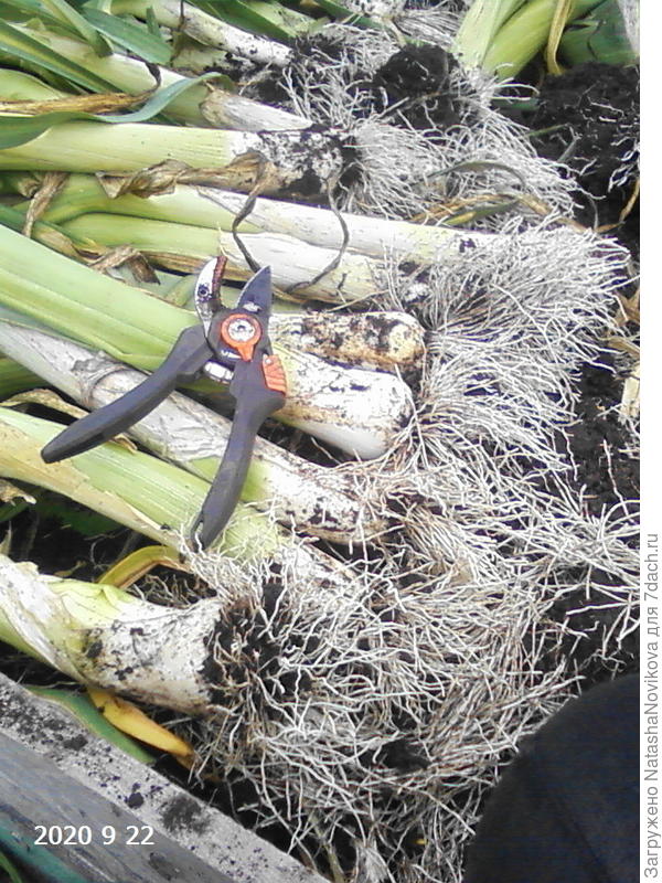 последний в этом сезоне урожай собран