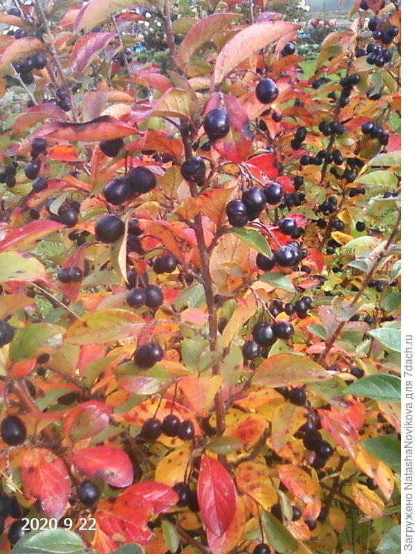 рябины мало, но кизильник весь в ягодках