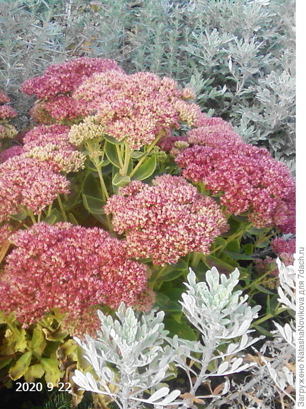 очитки в расцвете