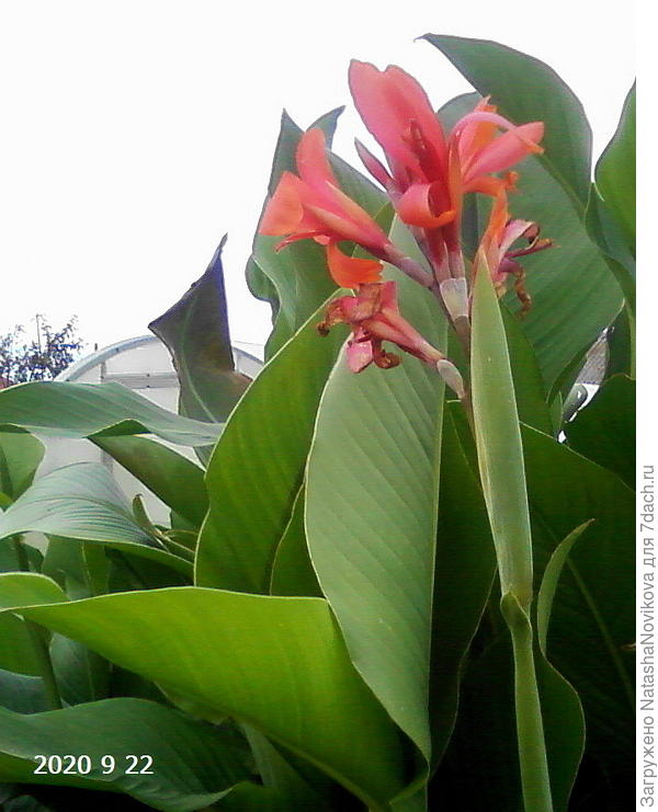 канна отцвела, сегодня выкопали