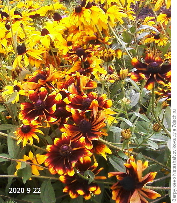 рудбекии ничего не страшно:)) и светит и греет:))