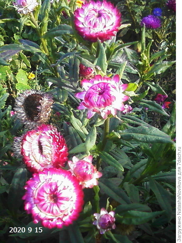 бесмертники шуршат коробочками, такие красотки:))