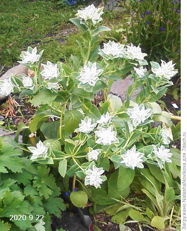 молочай &quot;горный снег&quot; напоминает о зиме