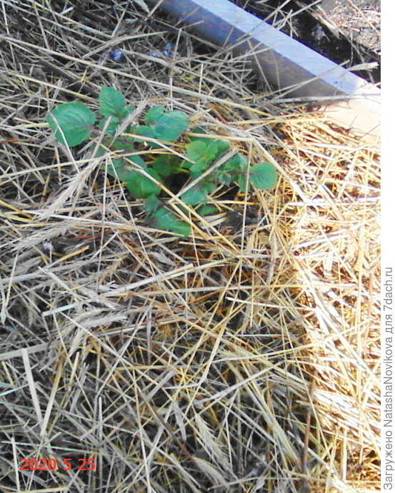 и ждала всходы :))