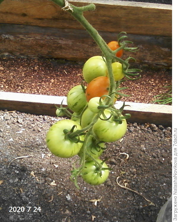 "тигерелла" вкусная в маринаде