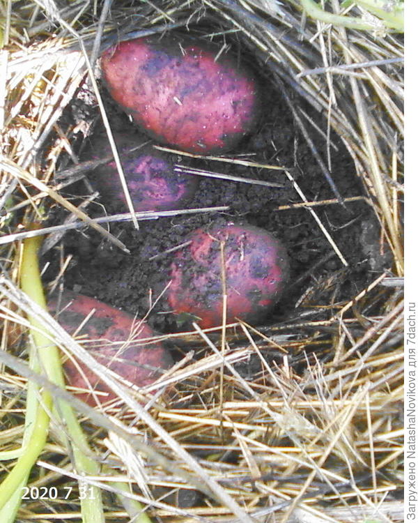 в конце июля уже ели вдоволь