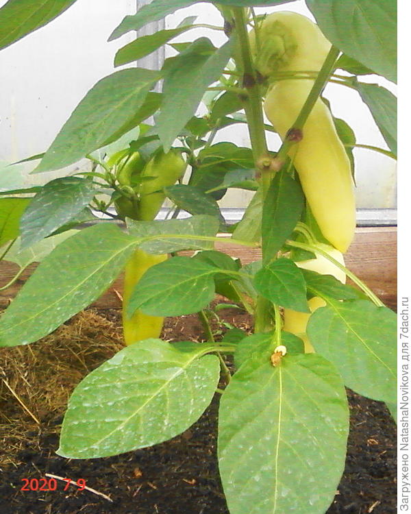 &amp;quot;джипси&amp;quot; вполне готова в начале июля