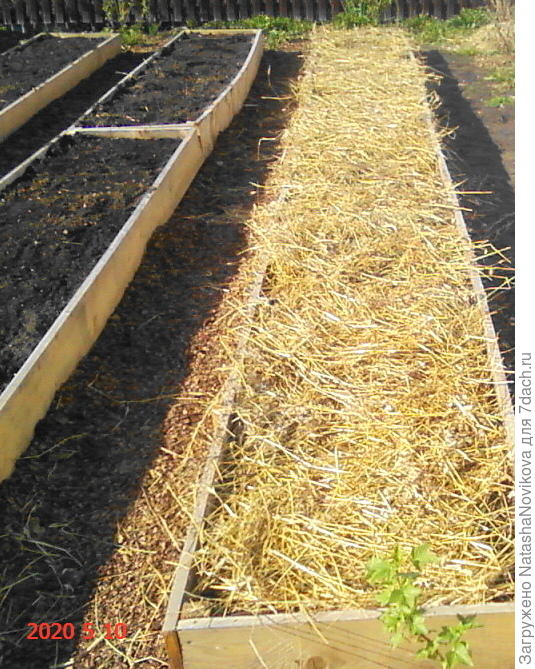 застелила соломой