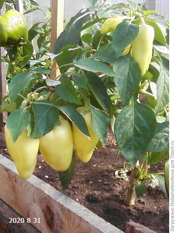 джипси в конце лета