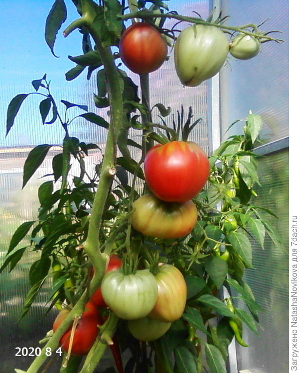 "пудовик" проверенный годами, мясистый и сочный